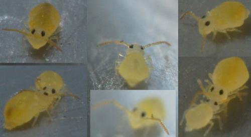 Deuterosminthurus pallipes